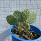 Opuntia humifusa - Eastern Prickly Pear