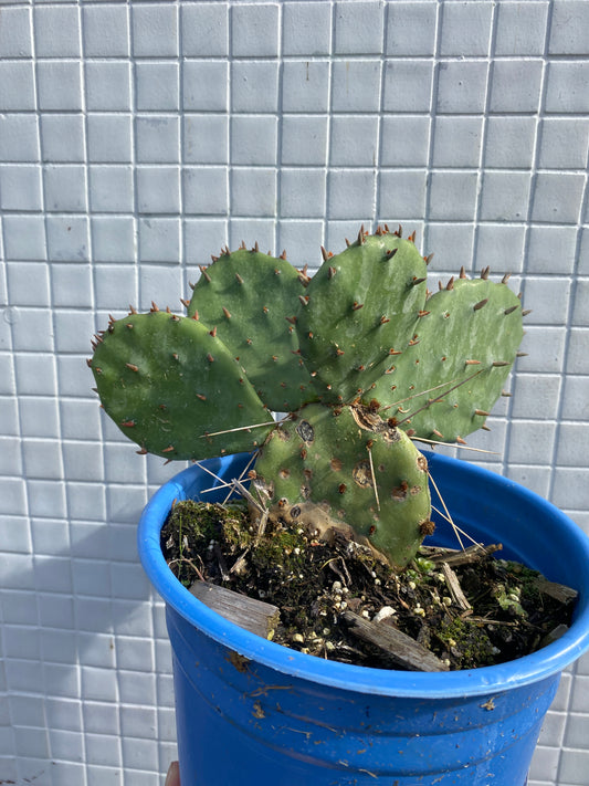 Opuntia humifusa - Eastern Prickly Pear