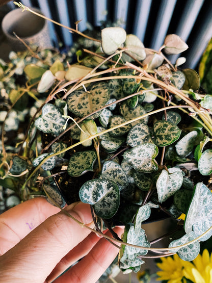 Ceropegia woodii - String of Hearts