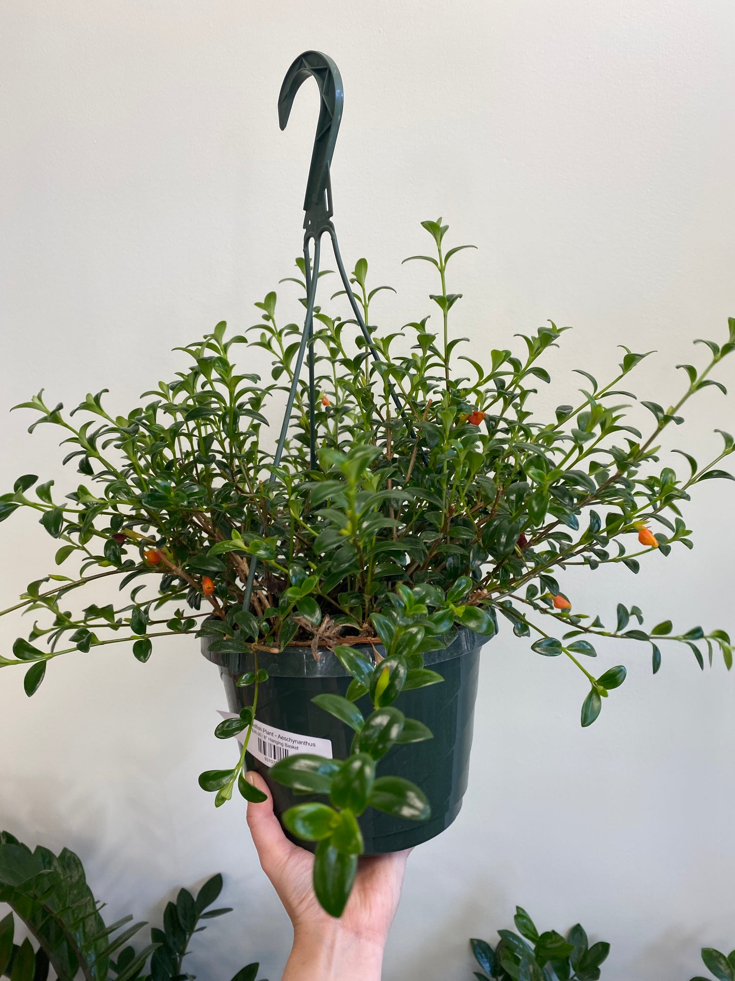 Nematanthus - Mini Goldfish Plant