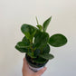 Peperomia obtusifolia - Baby Rubber Plant