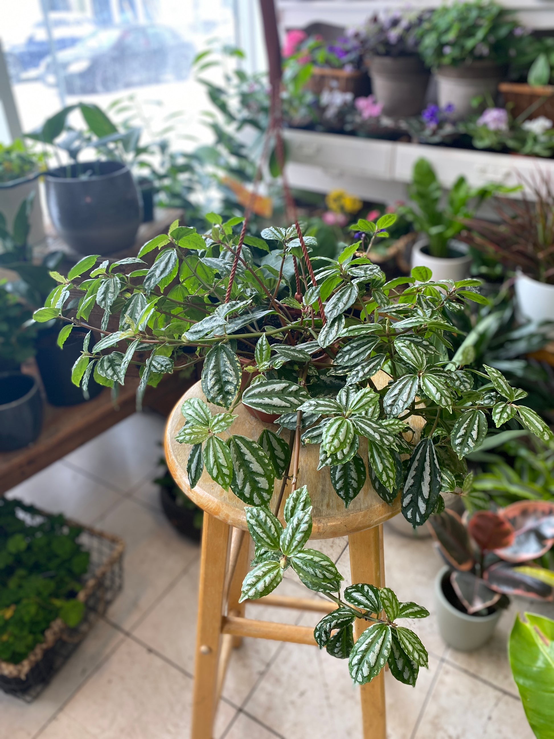 aluminum house plant Pilea cadierei