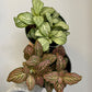 Fittonia albivenis - Mosaic Plant (Assorted)