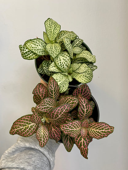 Fittonia albivenis - Mosaic Plant (Assorted)