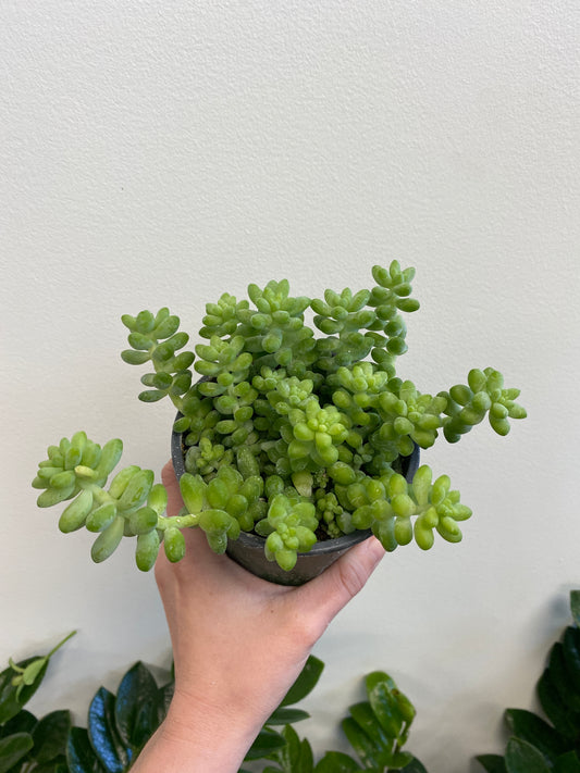 Sedum morganianum - Burro’s Tail