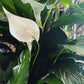 Spathiphyllum wallisii - Peace Lily