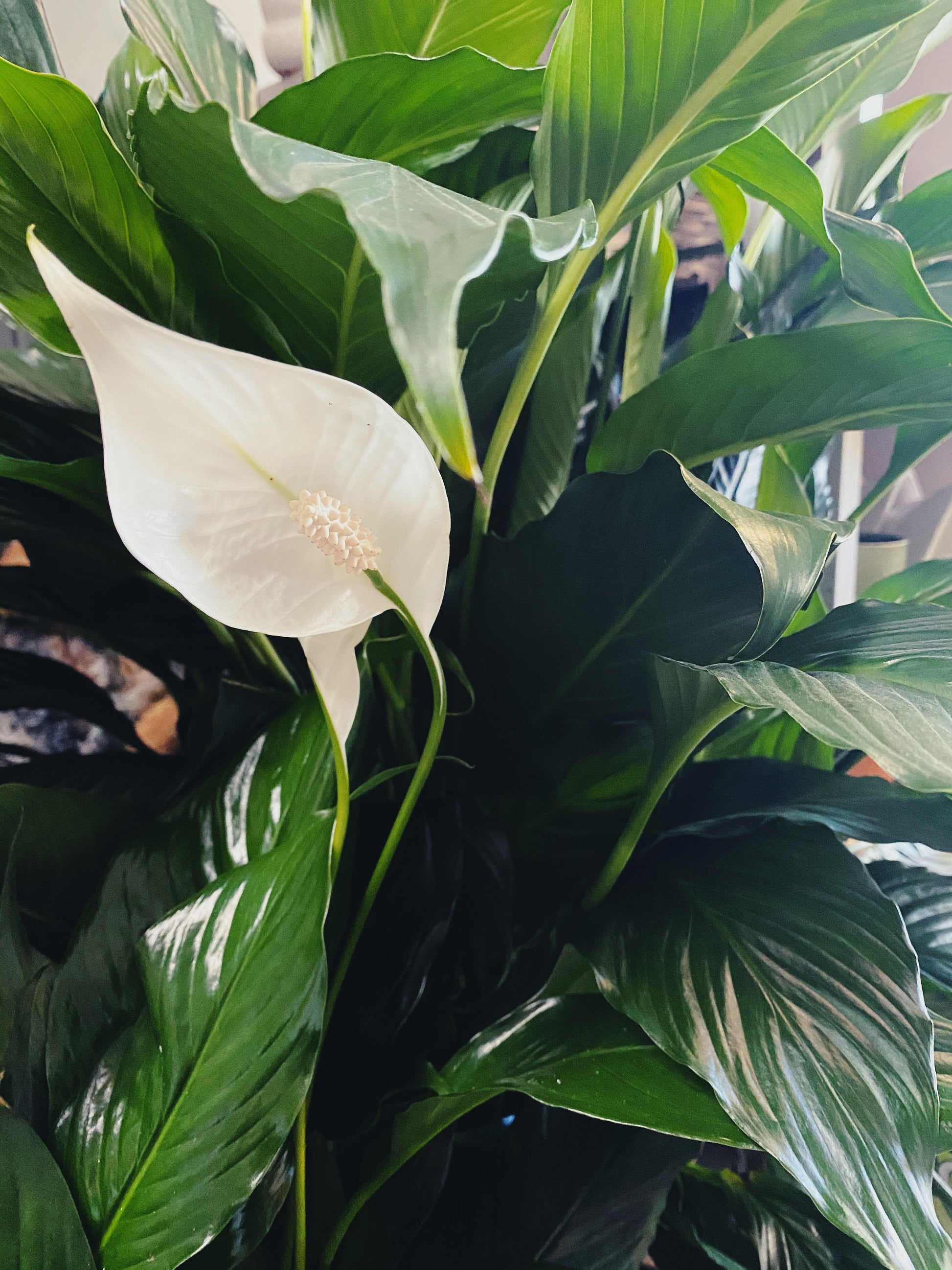 peace lily canada Spathiphyllum Wallisii