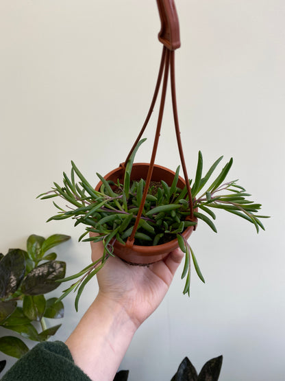 Othonna capensis - Ruby Necklace, Little Pickles