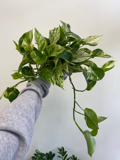 Epipremnum aureum - Pothos ‘Marble Queen’