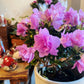 Azalea