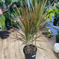 Dracaena marginata Braid