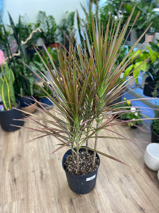 Dracaena marginata Braid
