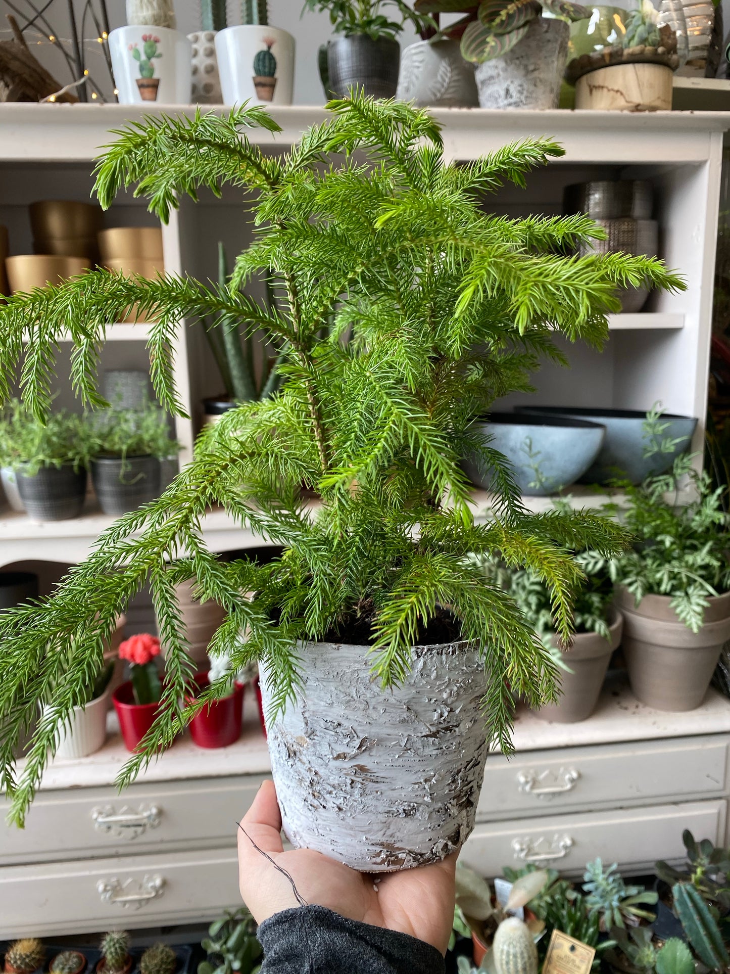 Auracaria heterophylla - Norfolk Pine