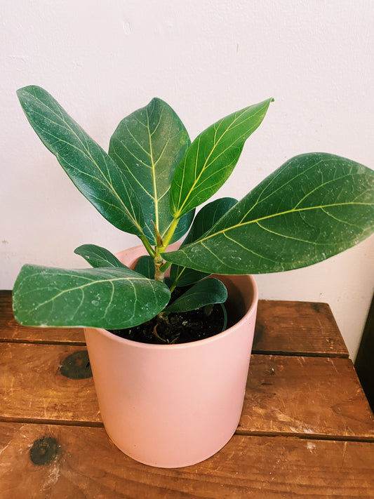 Ficus Audrey - Ficus benghalensis