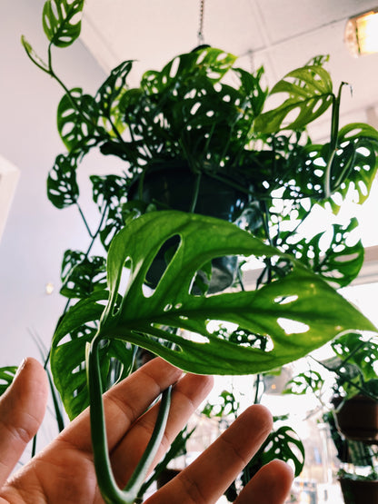 Monstera adansonii - Swiss Cheese Plant
