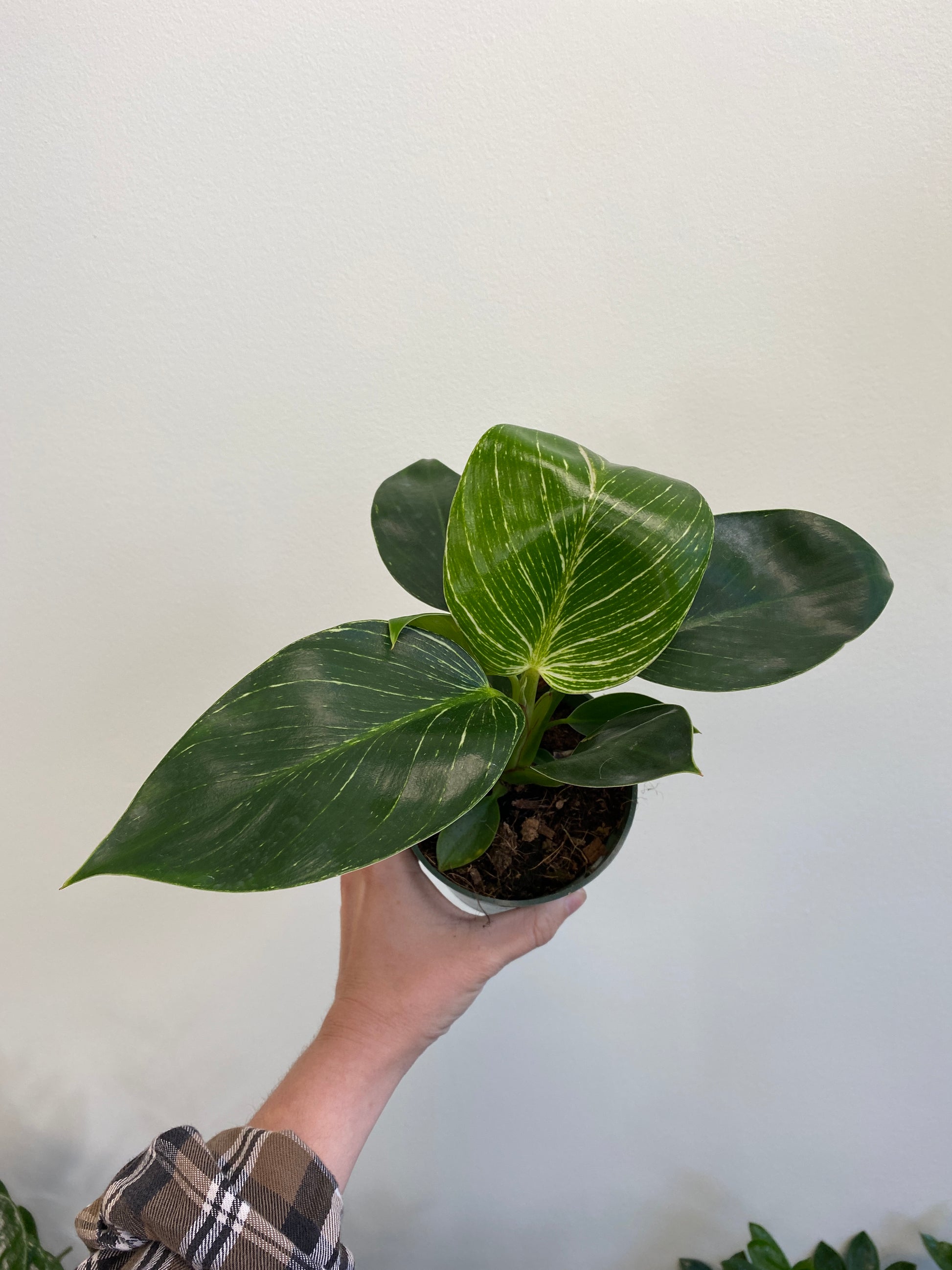 philodendron birkin in the wild Philodendron Birkin – Wild Willy's Plants and Flowers