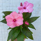 New Guinea Impatiens mixed colors