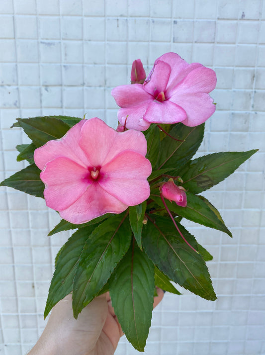 New Guinea Impatiens mixed colors