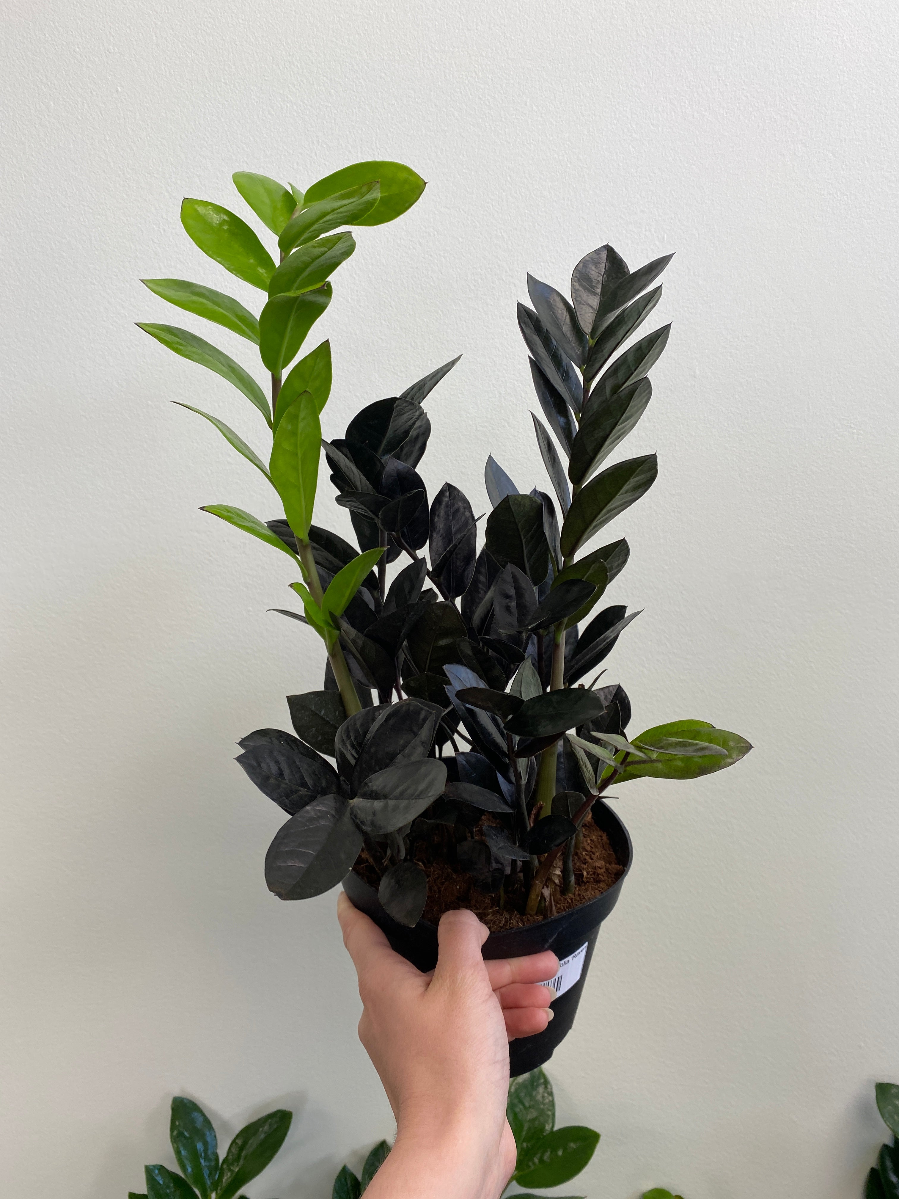 Zamioculcas zamiifolia ‘Raven’ - Raven ZZ Plant – Wild Willy's Plants ...