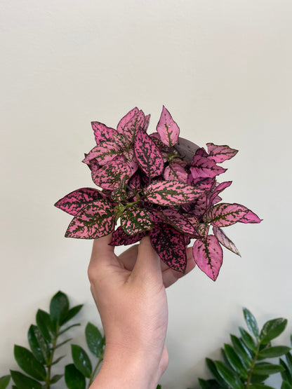 Hypoestes phyllostachya - Polka Dot Plant