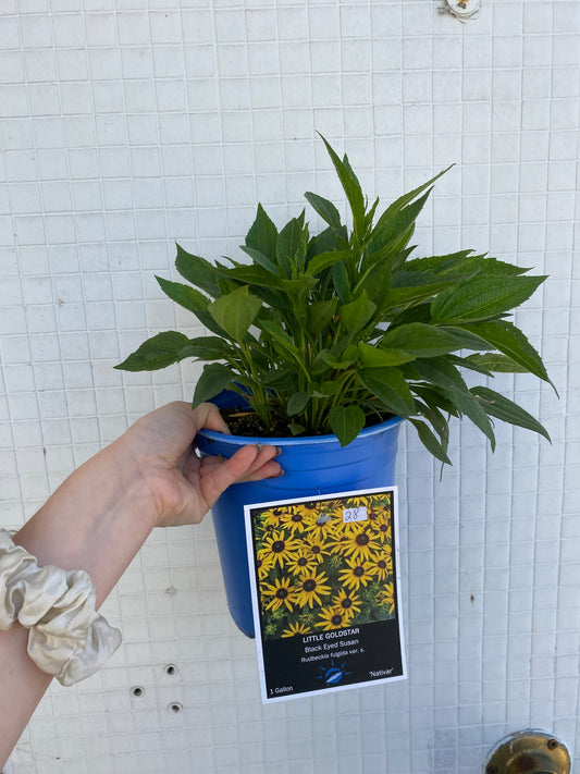 Little Goldstar Dwarf Black-Eyed Susan - Rudbeckia fulgida