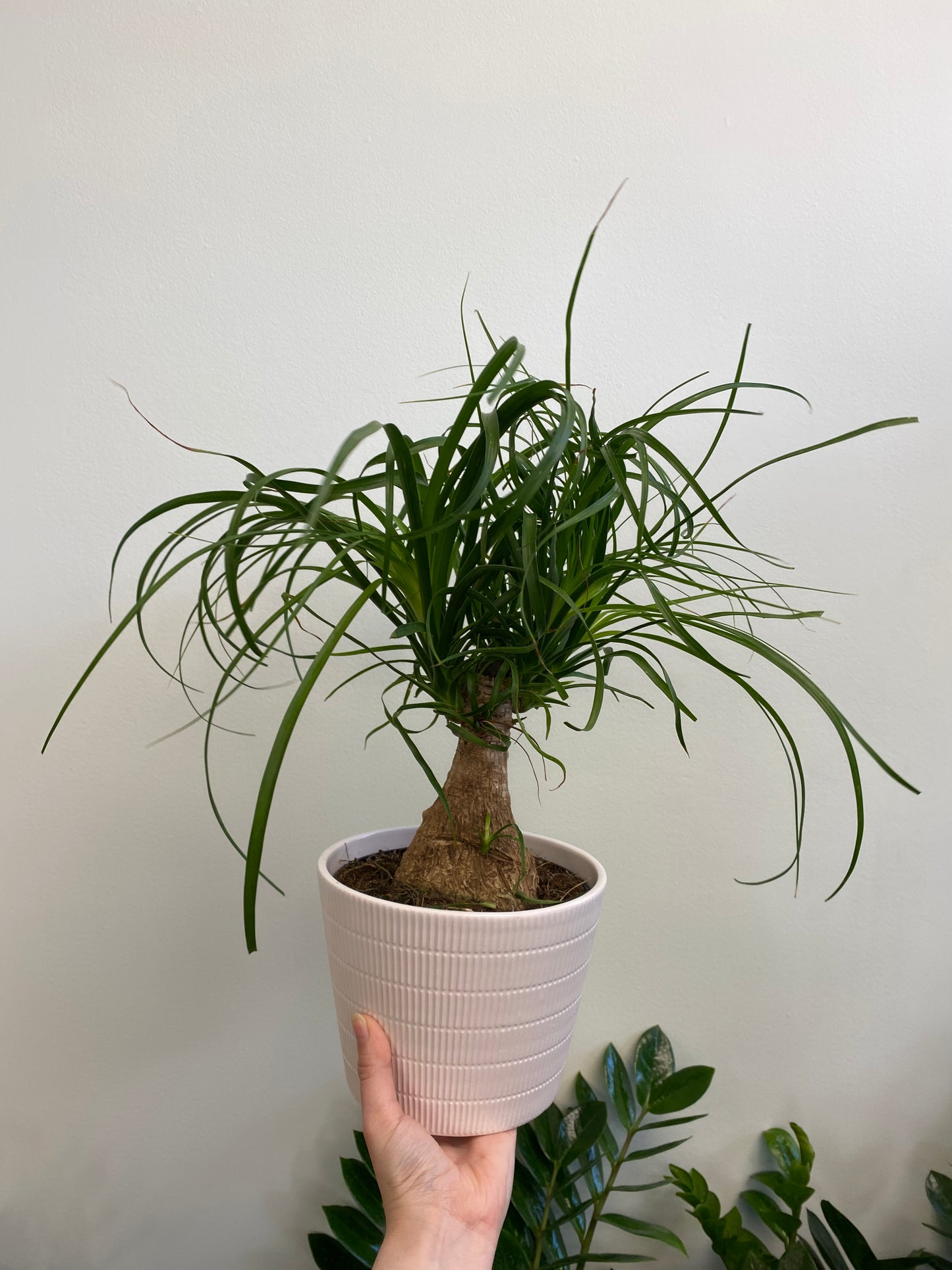 ikea ponytail palm Beaucarnea