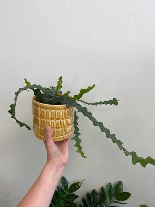 Epiphyllum anguliger - Ric Rac Cactus