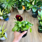 Pansy