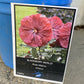 Rose Mallow - Hibiscus 'Blackberry Merlot'