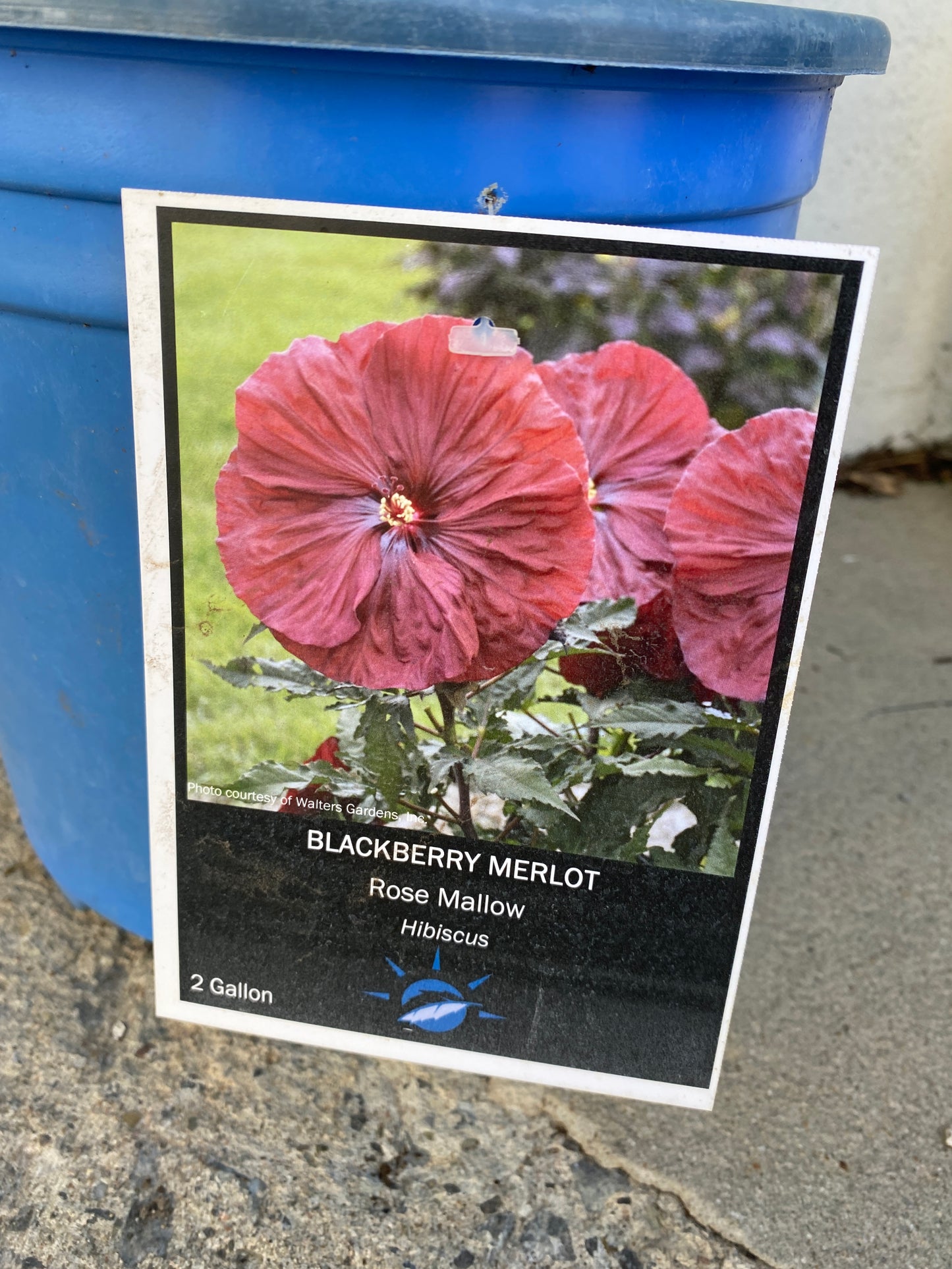 Rose Mallow - Hibiscus 'Blackberry Merlot'