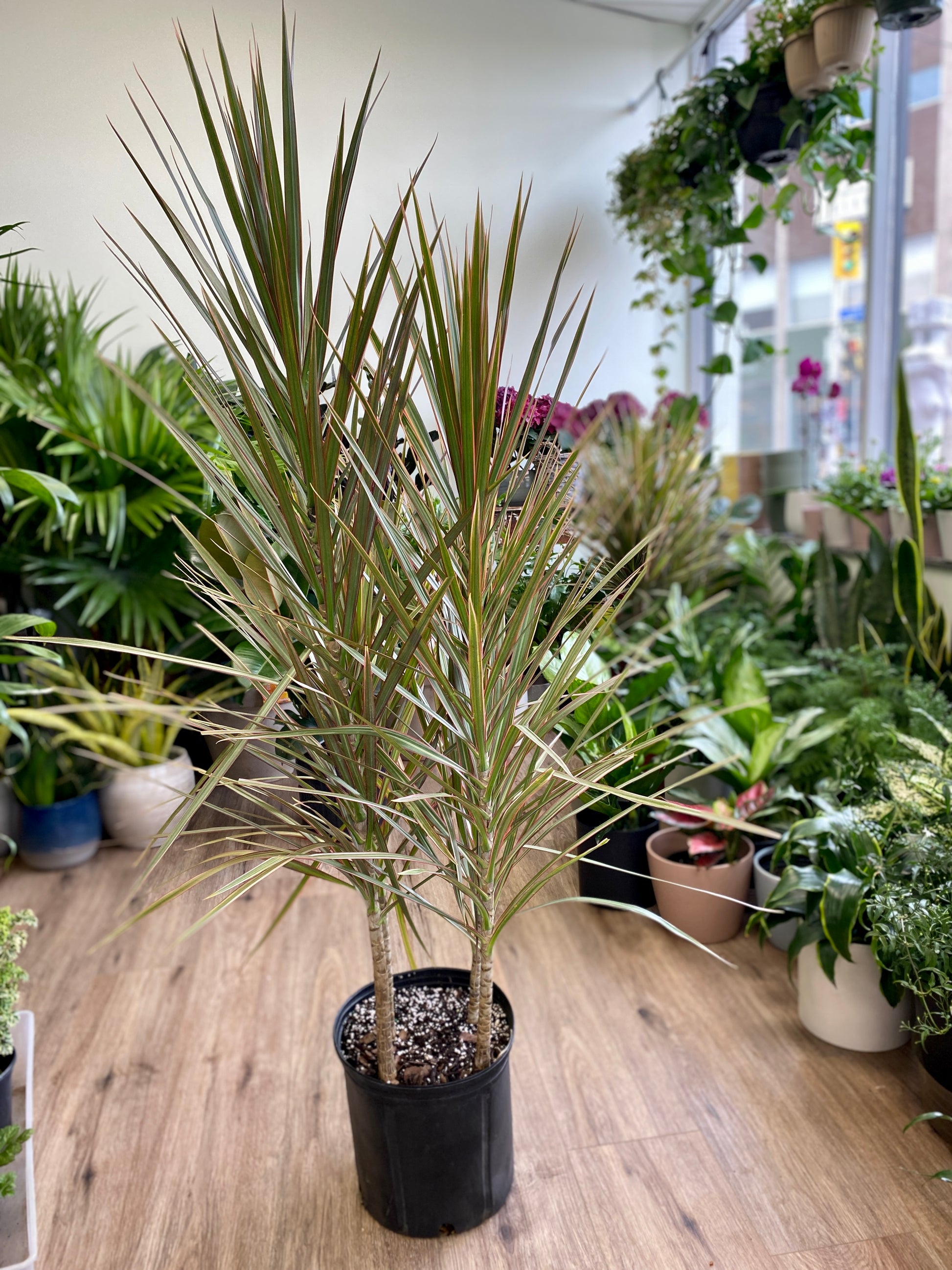 dracaena interieur Bi-Color' Dracaena Marginata – Wild Willy's Plants and Flowers