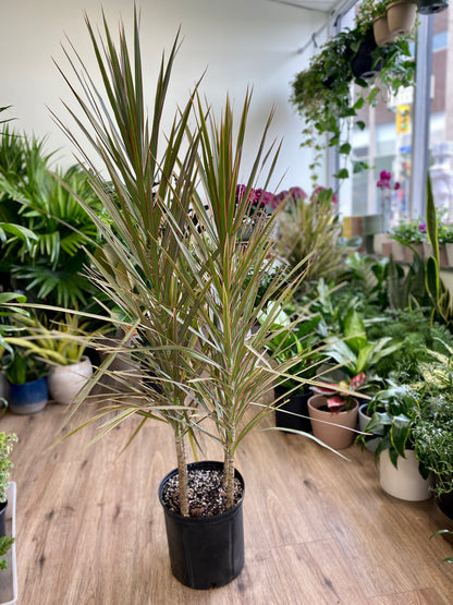‘Bi-Color’ Dracaena Marginata