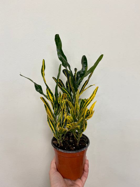 Codiaeum variegatum 'Banana' - Banana Croton