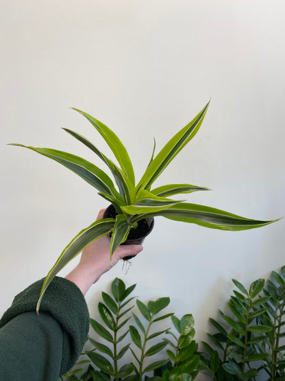 Dracaena ‘Lemon Lime’
